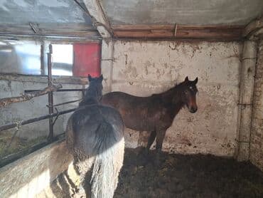 А/ч жаныбарлары үчүн тоюттар: Сатам | Бээ (ургаачы) | Союуга | Асыл тукумдуу — 1