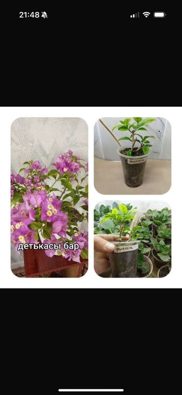 мебель бишкек: Саженцы цветка — 3