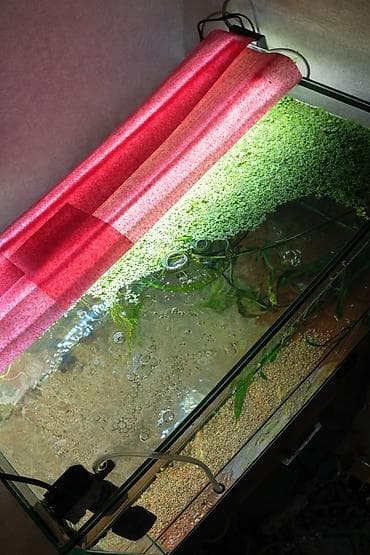 малек сома: Продам аквариум на 50 литров с содержимым: Фильтр, тена, крышка, песок — 2