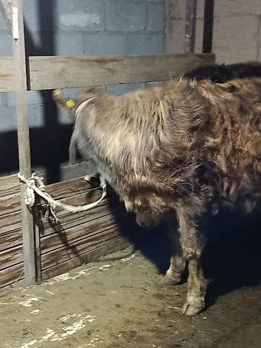 аквариум корпус: Продаю | Музоо, торпок | Алатауская | На забой, Для разведения, На откорм — 1