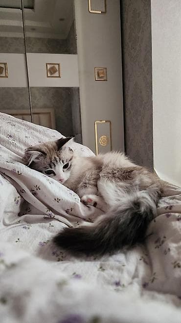 британская кошка шиншилла: 7 месяцев, Девочка, Метис — 1