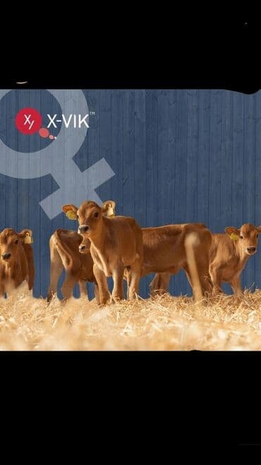 Услуги ветеринара: Искусственное осеменение коров, молочного, мясного направления — 7