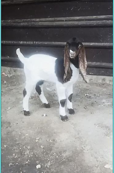 кукуруза беловодское: Продаю | Козлёнок | Камори — 5