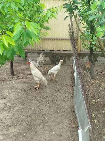 продажа кошек ош: Продаю | Куры — 2