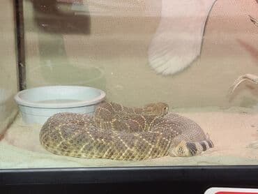 бишкек сокулук: 8 м², 2 бөлмө, Забор, тосулган — 2