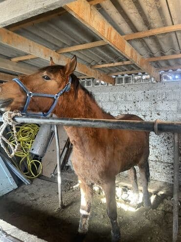 индюк цыплята: Продаю | Жеребенок, Жеребец | Полукровка, Кара Жорго | На забой — 2
