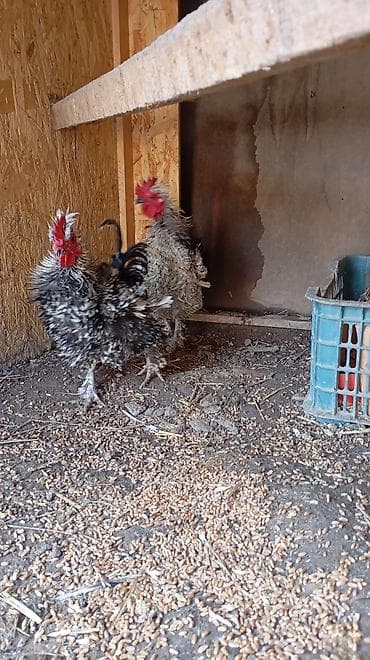 А/ч жаныбарларын сатып алам: Сатам | Короздор | Көбөйтүү үчүн — 2