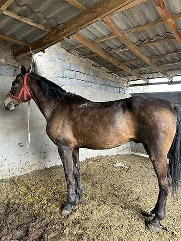 ретривер золотистый цена: Продаю | Жеребец | Рабочий | Осеменитель — 2