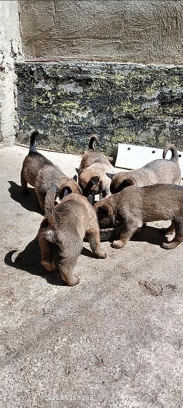 породистые кошки бишкек: Щенки бельгийской овчарки (малинуа) - Помёт от рабочих родителей на — 2