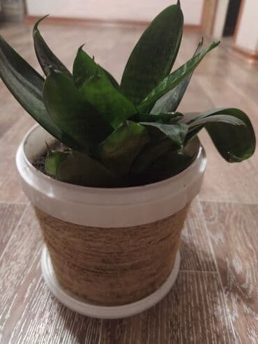 цветы тещин язык: Сансевиерия. Это растение, выращиваемое в домашних условиях — 2