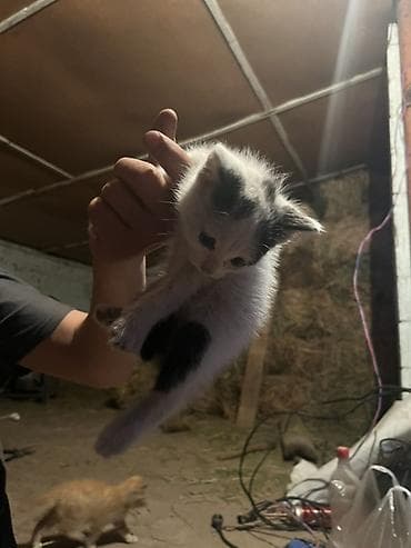 кошка породистый: Бесплатно. - Трёхцветные (черно-рыже-белые) с выразительными — 4