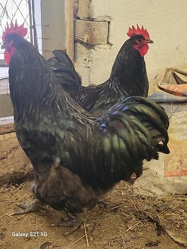 Молодые петушки Джерсийского гиганта 8-9 мес.(по 2500-00 сом)