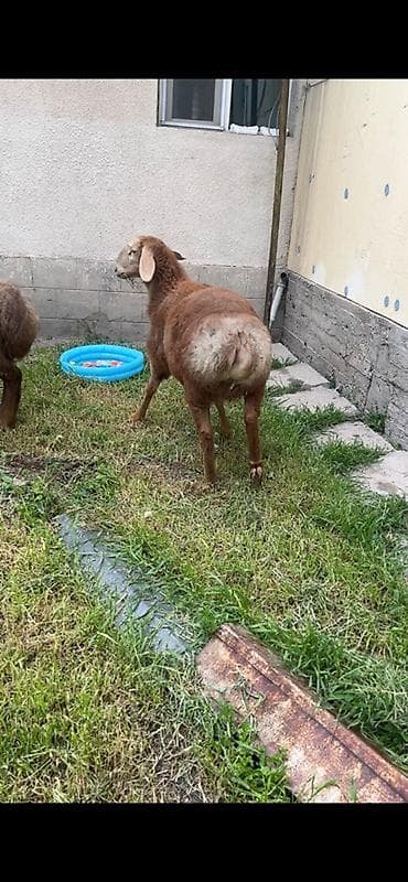 щенки алабайа: Продаю | Овца (самка) | Эдильбаевская | Для разведения — 2