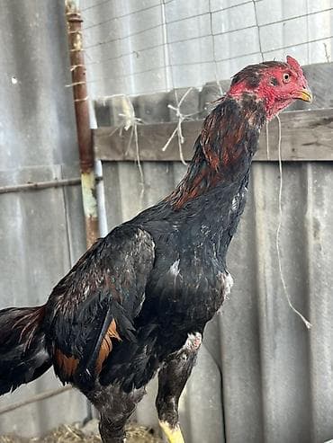 питбуль красноносый: Продаю | Петух | Бойцовая | Для разведения — 1