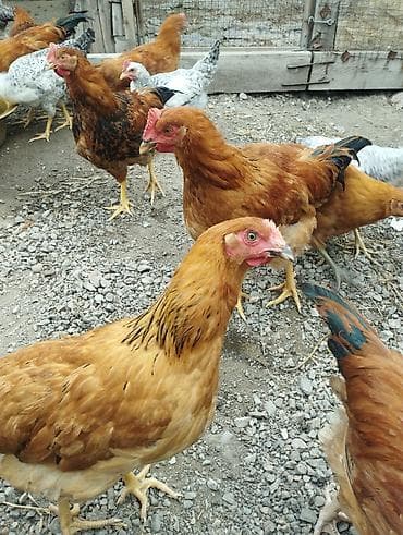 мал базар токмок: Продаю | Куры | Для разведения — 8