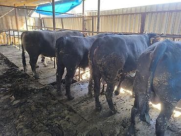 бельгиец бык: Продаю | Бык (самец) | Для разведения | Племенные — 6