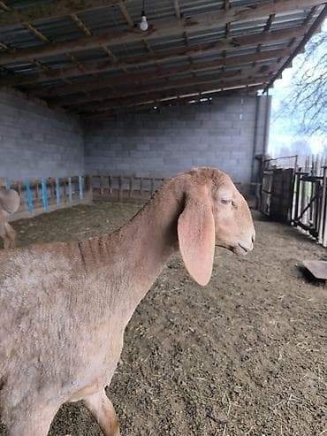 продаю кобыла: Продаю | Ягненок | Арашан | Для разведения | Ярка — 6