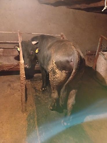 рабочий аттар: Продаю | Бык (самец) | На откорм | Племенные — 3