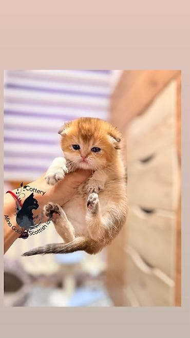 кошка бурма: Скотиш Фолд (Шотландская вислоухая), 1 месяц, Мальчик, Золотая шиншилла, Приучена к лотку, Проглистована, С документами — 1
