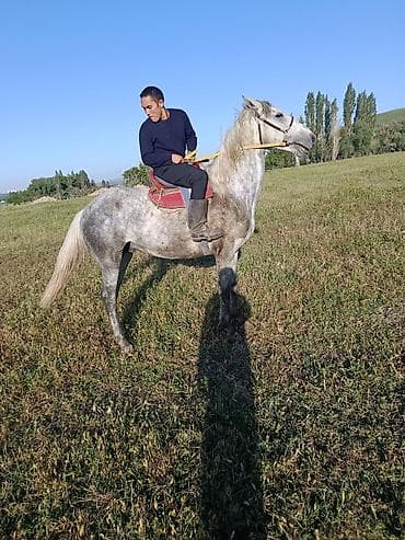 пони лошадки: Продаю | Жеребец | Английская | Конный спорт | Племенные — 1