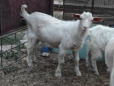 козёл: Продаю | Козлёнок | Для разведения — 5
