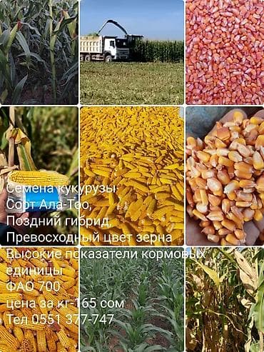 Бакча эмереги: Семена кукурузы Ала- Тоо кукуруза двойного направления как на силос — 1