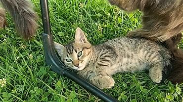 scottish fold: Отдам котят в добрые руки — 2