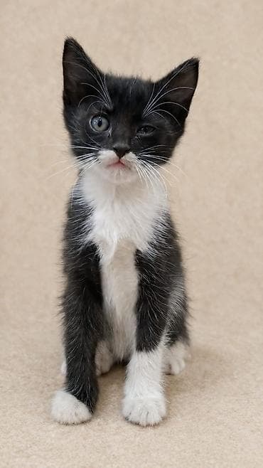 абиссинские котята: Отдадим котят в добрые руки! Котятам 2 месяца. Ласковые, игривые и — 4