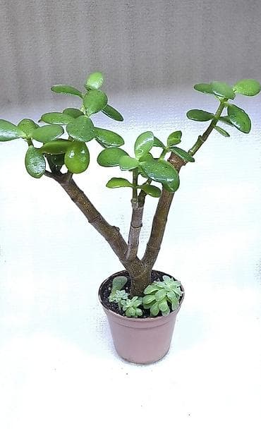 Диффенбахии: Продаю комнатные растения, цветы . Пассифлора кализия розовая пантера — 9