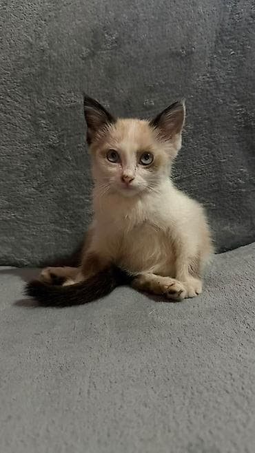 Отдаю бесплатно котят в добрые руки 
Котятам 2-3 месяца — 2