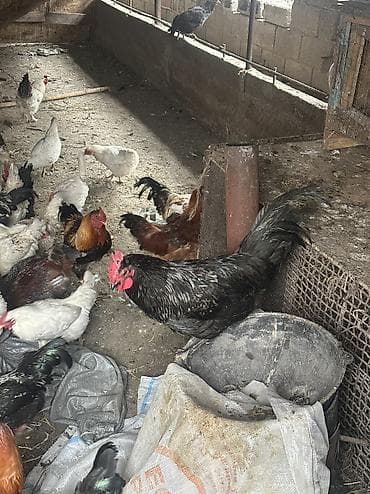 А/ч жаныбарлары үчүн тоюттар: Домашние куры и петухи — 4