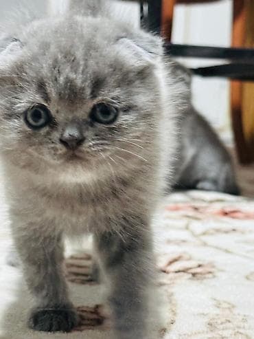 гостиницы для животных: Шотландские вислоухие котята (Scottish Fold), окрас голубой — 1