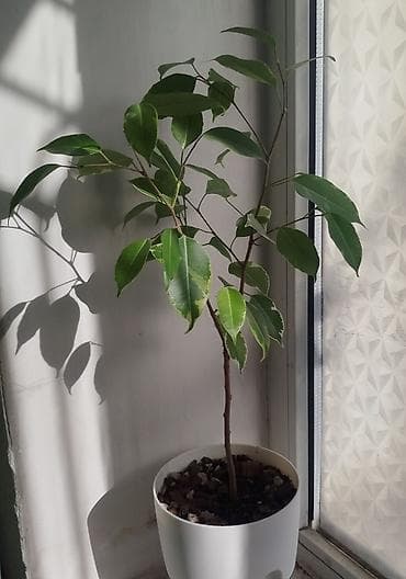 • Фикус Бафт - 500 сом
Токмок/Бишкек at lalafo.kg • Фикус Бафт - 500 сом
Токмок/Бишкек