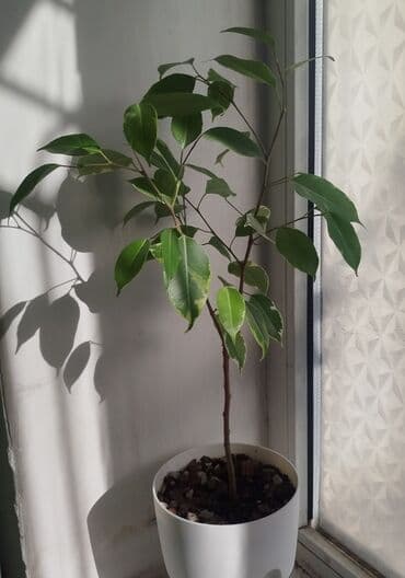 семена багира: • Сингониум Яичница - 700 сом • Монстера Адансони Минт - 1000 сом • — 8