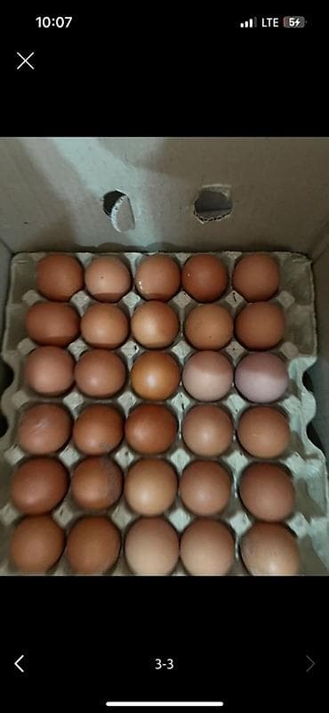 Май, консервалар: Куриные яйца оптом . Натуральный продукт всегда в наличии Разные — 2