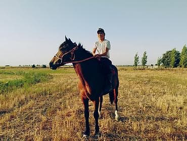 китайская хохлатая собака: Продаю | Жеребец | Рабочий — 10