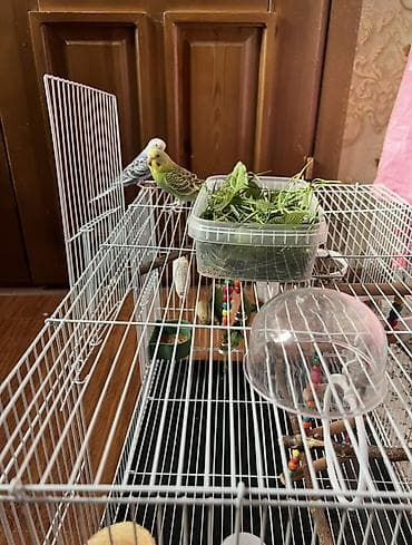Продаются волнистые попугаи с большой просторной клеткой со всем