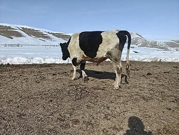 А/ч жаныбарларын сатып алам: Сатам | Бука (эркек) — 3