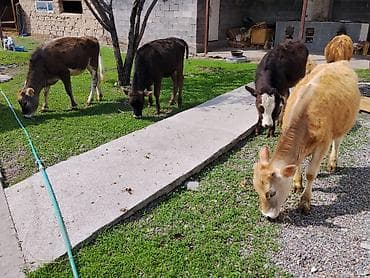 телята токмок: Продаю | Музоо, торпок | На откорм — 1