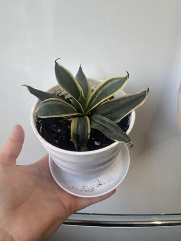 растения аквариумные купить: Пальмы(Хомедория),замиокулькасы(доллар) Зензи,черный доллар,зеленый — 9