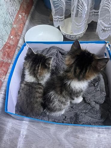 кошки маин кун: Котята, полосатые с белыми лапками и мордочками. На фото — два малыша — 4
