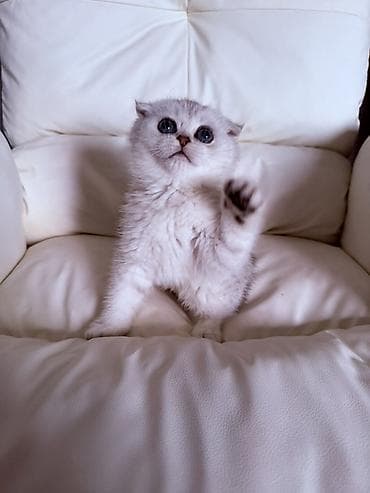 Мышыктар: Чистокровные шотландские вислоухие котята 🐾(Scottish Fold) — 4