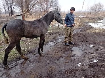 Продаю | Жеребец | Полукровка | Рабочий