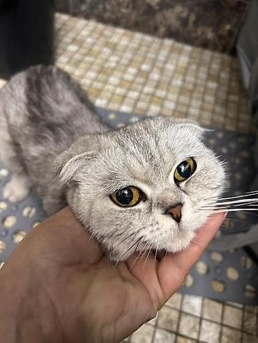 шатланская кошка: Скотиш Фолд (Шотландская вислоухая), 1 год, Девочка, Серебристая шиншилла, Приучена к лотку, Проглистована, С документами — 1
