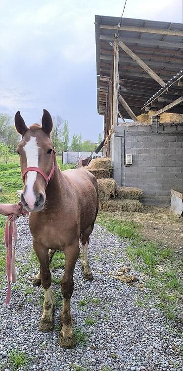 бургундский кролик: Продаю | Кобыла (самка) | Рабочий — 4