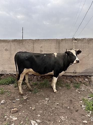 гуси линда: Продаю | Корова (самка) | Голштин, Швицкая | Для разведения, Для молока | Стельные, Искусственник — 1