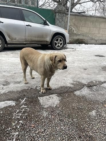 спанель собака: Лабрадор-ретривер, светло-палевый окрас. Крупная, мощная собака с — 1
