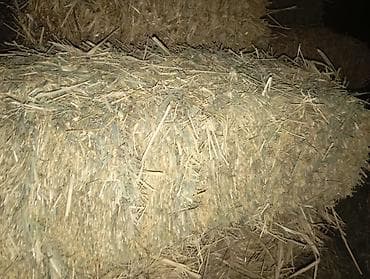 пчела семья: Соломенные тюки разнотравье с камышом .камыш (прямоугольные) тонкие — 4