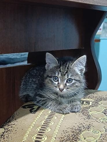 Кошки: Котята. Ищем очаровательным кот,там надёжный дом. Обоим котятам нет — 3