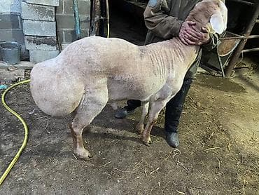 Продаю | Баран (самец) | Арашан | На забой, Для разведения, Для шерсти | Племенные, Осеменитель, Ягнившаяся